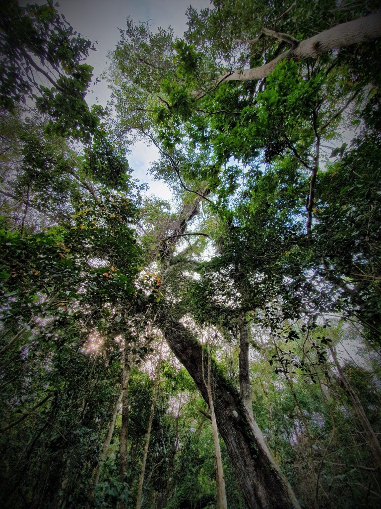 Gumbo Limbo trail Anhinga Trail Everglades