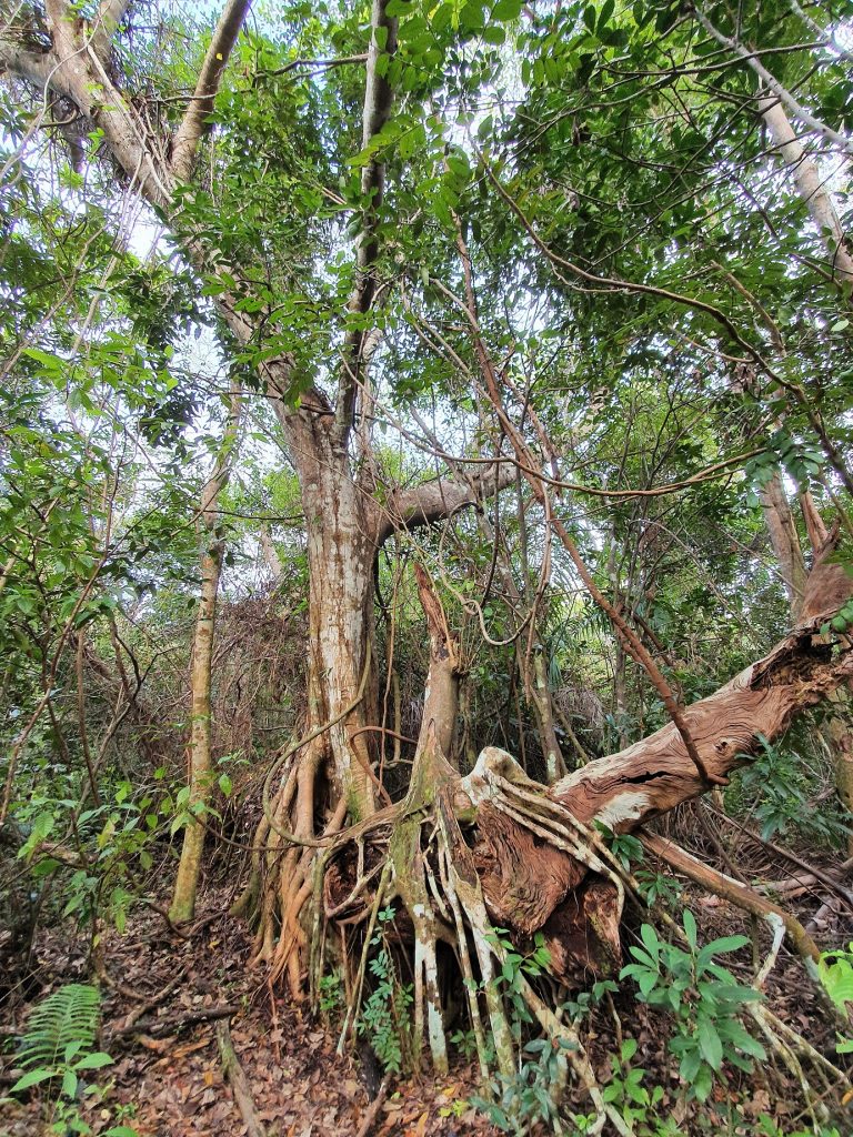 Gumbo Limbo trail Anhinga Trail Everglades