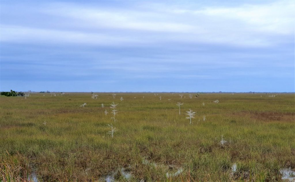 Pa-Hay-Okee Everglades