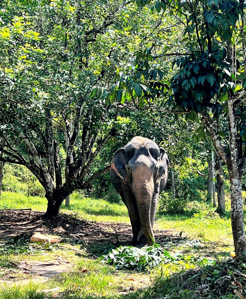 Phuket Elephant Sanctuary