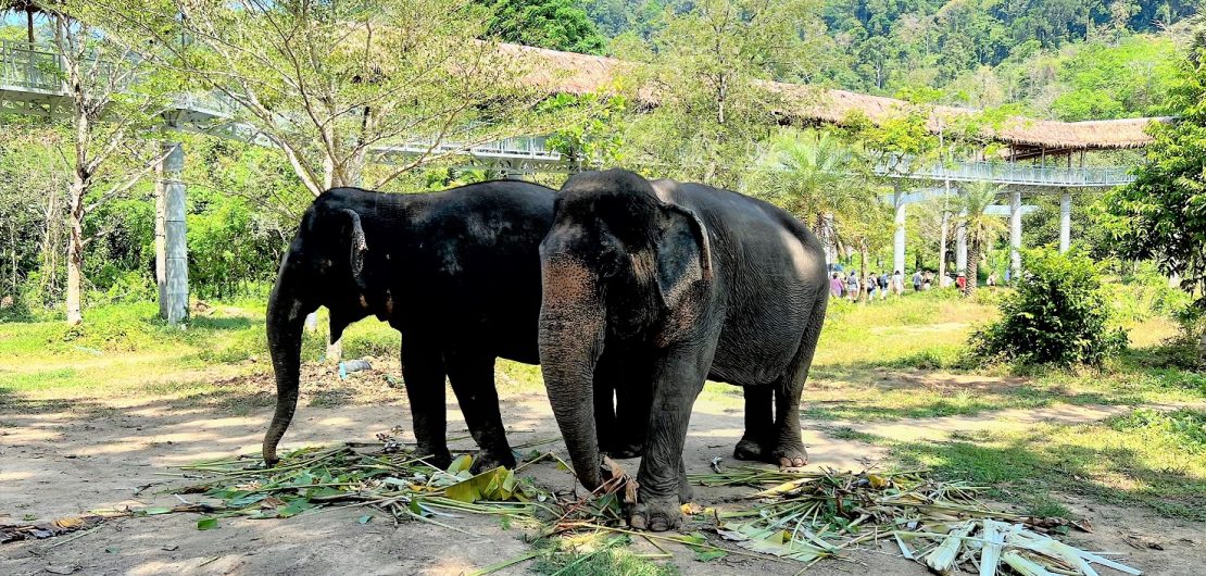 Phuket Elephant Sanctuary