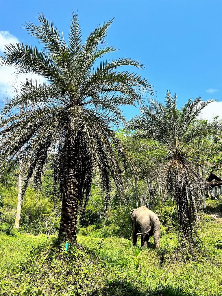 Phuket Elephant Sanctuary