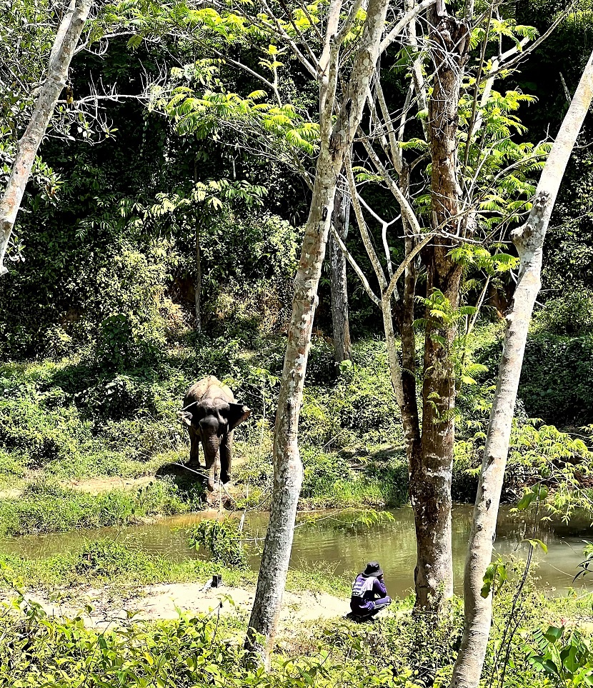 Phuket Elephant Sanctuary