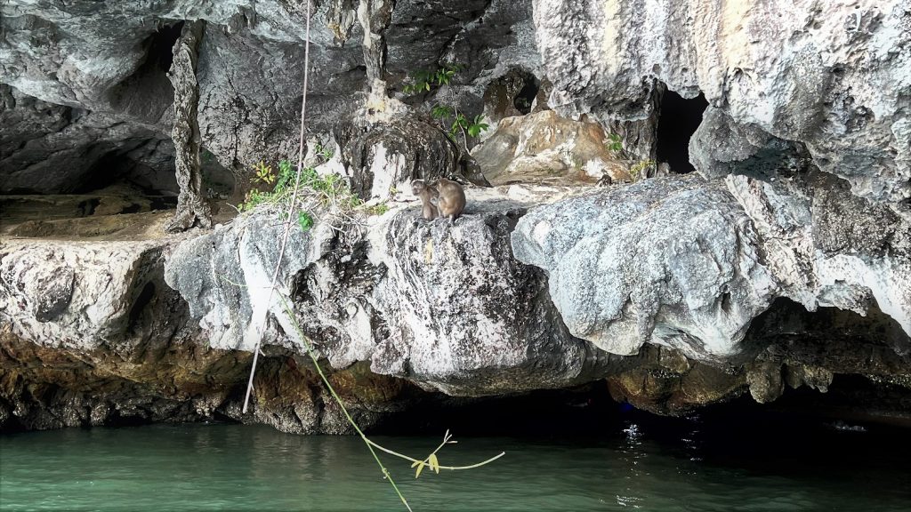 Mangrove Cave